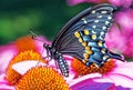 Black swallowtail butterfly on purple coneflower Royalty Free Stock Photo