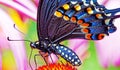 Black swallowtail butterfly on purple coneflower Royalty Free Stock Photo