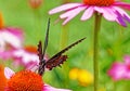 Black swallowtail butterfly on purple coneflower Royalty Free Stock Photo