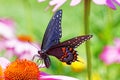 Black swallowtail butterfly on purple coneflower Royalty Free Stock Photo