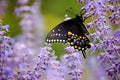 Černý vlaštovčí ocas motýl purpurová květiny 