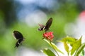 Black Swallowtail Butterfly with Red Flowers Royalty Free Stock Photo