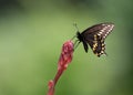 Black Swallowtail butterfly on red yucca flower Royalty Free Stock Photo