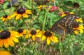 Black Swallowtail Butterfly on Rudbeckia Royalty Free Stock Photo