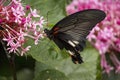 Black swallowtail butterfly sucking nectar from flowers Royalty Free Stock Photo