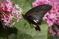 Black swallowtail butterfly sucking nectar from flowers