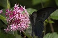 Black swallowtail butterfly sucking nectar from flowers Royalty Free Stock Photo