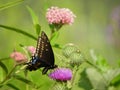 Black Swallowtail Butterfly on thistle at Cayuga Lake marshland NYS