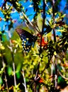 Black Swallowtail Butterfly Vertical Royalty Free Stock Photo