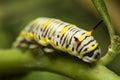 Black Swallowtail Caterpillar