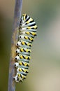 Black Swallowtail Caterpillar Royalty Free Stock Photo