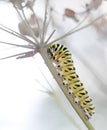 Black Swallowtail Caterpillar Against white Royalty Free Stock Photo