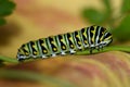Black Swallowtail Caterpillar - Butterfly larva, also called a Parsley worm.