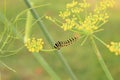 Black Swallowtail Caterpillar on Dill Plant Royalty Free Stock Photo