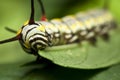 Black Swallowtail Caterpillar eating Royalty Free Stock Photo