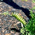 Black swallowtail caterpillar eating dill plant Royalty Free Stock Photo