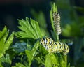 Black Swallowtail Caterpillars Feeding on Parsley Leaves Royalty Free Stock Photo