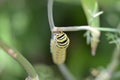 Black Swallowtail Caterpillar (Papilio polyxenes) Royalty Free Stock Photo