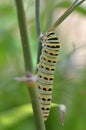 Black Swallowtail Caterpillar (Papilio polyxenes) Royalty Free Stock Photo