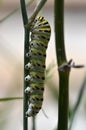 Black Swallowtail Caterpillar (Papilio polyxenes) Royalty Free Stock Photo
