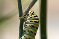 Black Swallowtail Caterpillar (Papilio polyxenes) Royalty Free Stock Photo