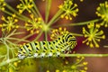 Black Swallowtail Caterpillar Papilio polyxenes Royalty Free Stock Photo