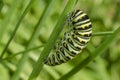 Black Swallowtail Caterpillar. Papilio polyxenes. Royalty Free Stock Photo