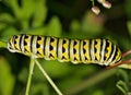 Black Swallowtail caterpillar (Papilio polyxenes) insect on plant stem. Royalty Free Stock Photo