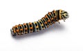 Black Swallowtail caterpillar Papilio polyxene top view Royalty Free Stock Photo