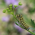 Black Swallowtail Caterpillar