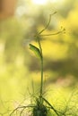 Black Swallowtail chrysalis on dill Royalty Free Stock Photo