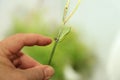 Black Swallowtail chrysalis on stalk of fennel Royalty Free Stock Photo