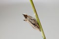 Black Swallowtail Cocoon