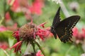 Black Swallowtail Royalty Free Stock Photo