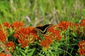 Black Swallowtail   55347 Royalty Free Stock Photo