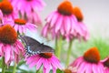 Black Swallowtail among Echinacea