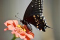 Black swallowtail