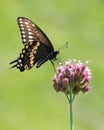 Black Swallowtail III Royalty Free Stock Photo