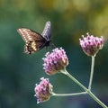 Black Swallowtail IV Royalty Free Stock Photo