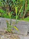 This is a black swallowtail larva on a celery stem