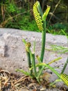 This is a black swallowtail larva on a celery stem