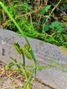 This is a black swallowtail larva on a celery stem