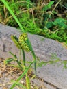 This is a black swallowtail larva on a celery stem