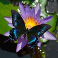 Butterfly Black swallowtail or Papilio maackii on a violet water lily