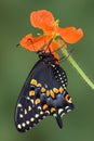 Black swallowtail on poppy