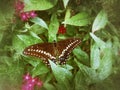 Black Swallowtail Butterfly on a Pentas Leaf