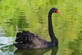 Black swam swimming on a lake