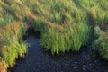 Black swamp landscape with grass