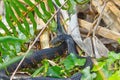 A Black Swamp snake in Florida