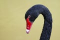 Black Swan Royalty Free Stock Photo
